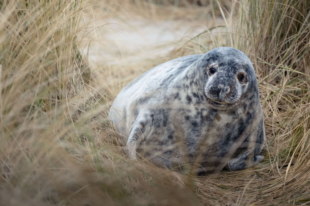 Kegelrobbe / Grey seal (Halichoerus grypus) | 12-2022 | Schleswig-Holstein, Germany