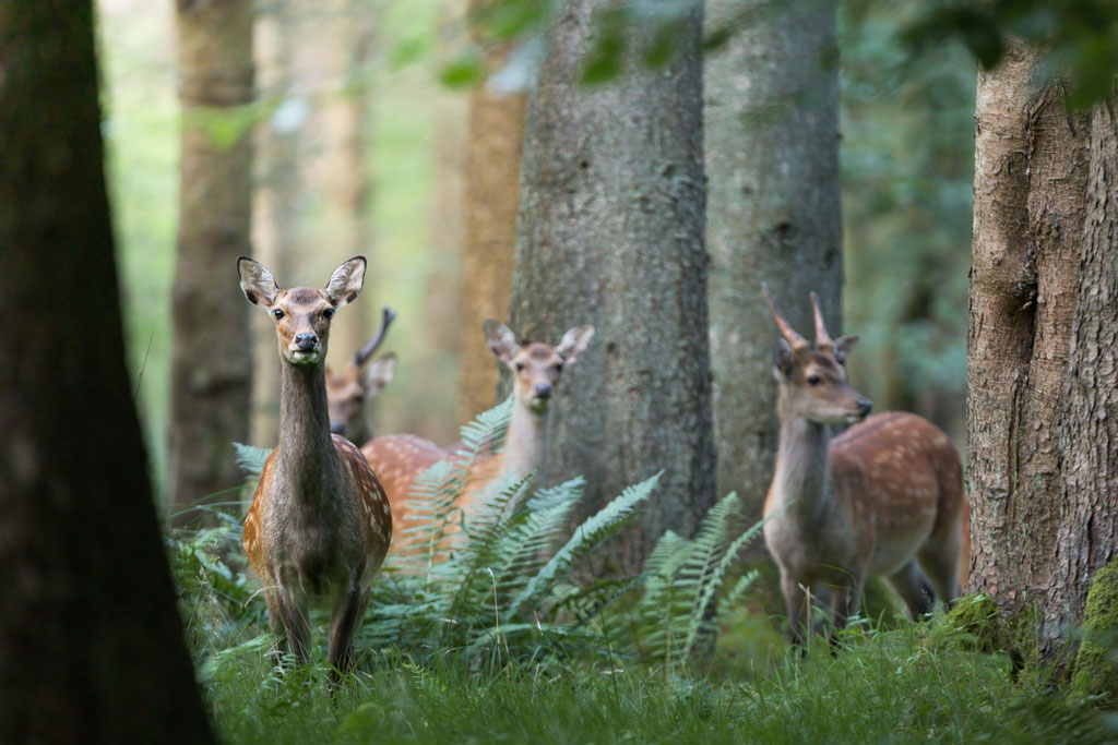 Sikahirsch / Sika deer (Cervus nippon) | 08-2021 | Schleswig-Holstein, Germany