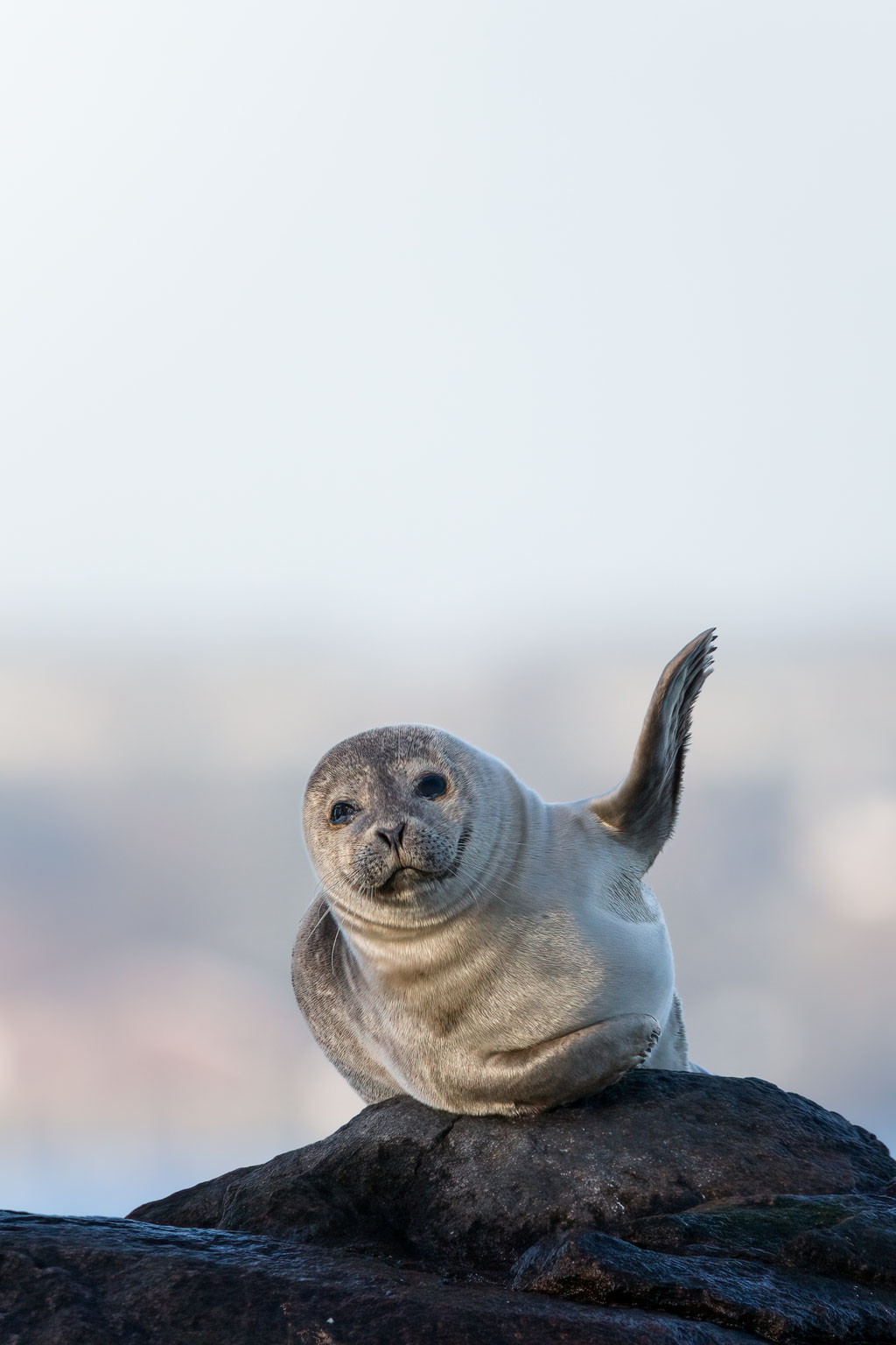 Seehund / Harbor seal (Phoca vitulina) | 01-2022 | Schleswig-Holstein, Germany