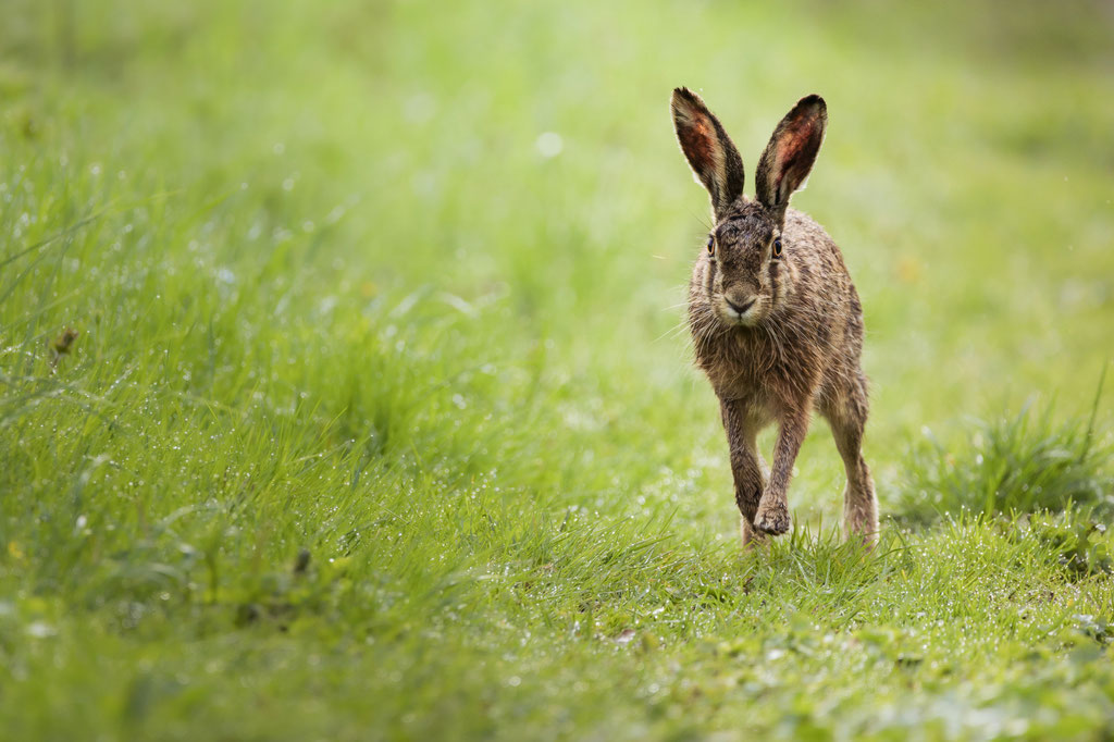 Feldhase / European hare (Lepus europaeus) | 05-2021 | Schleswig-Holstein, Germany