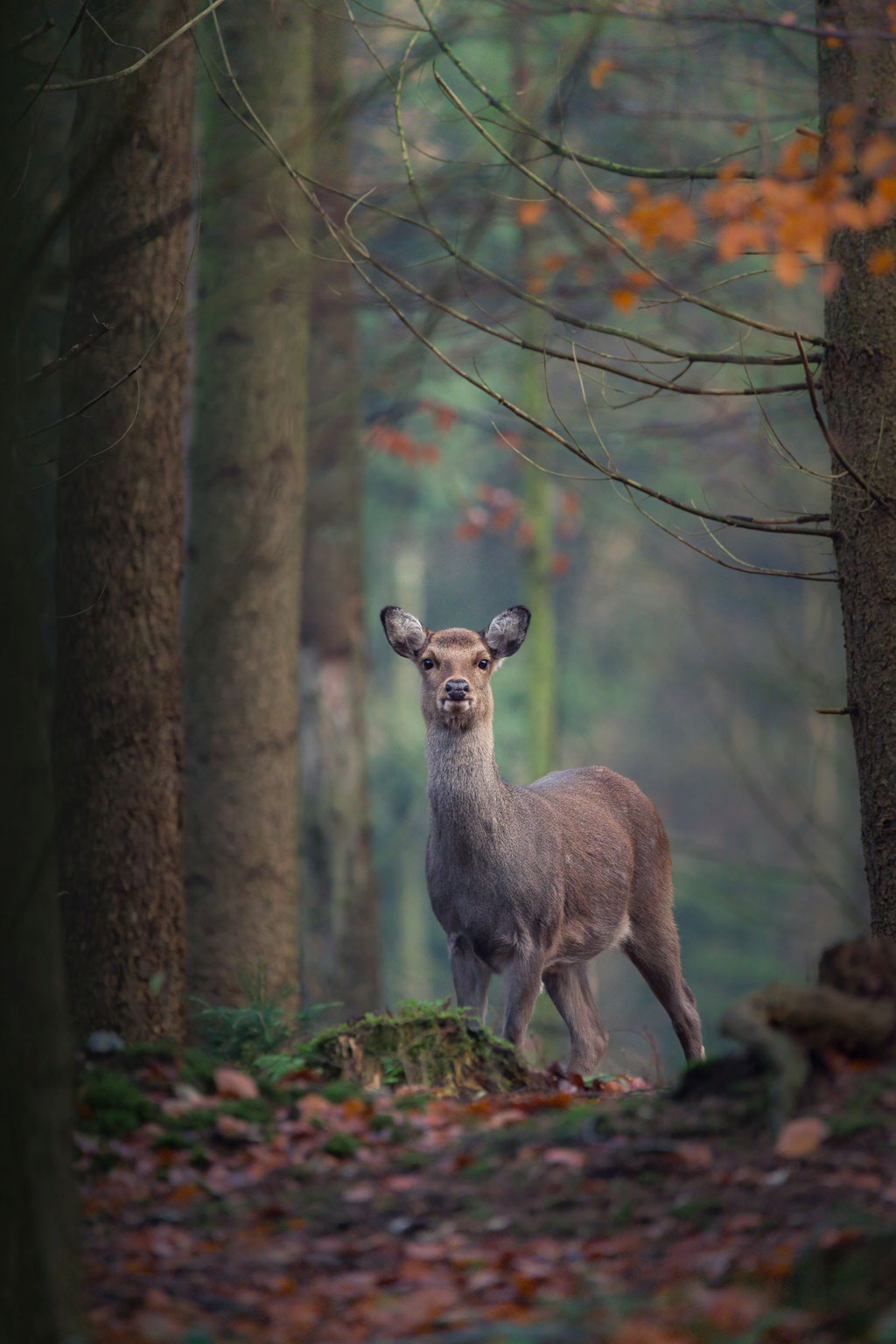 Sikahirsch / Sika deer (Cervus nippon) | 11-2020| Schleswig-Holstein, Germany