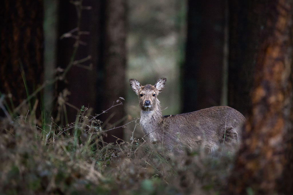 Sikahirsch / Sika deer (Cervus nippon) | 03-2021 | Schleswig-Holstein, Germany