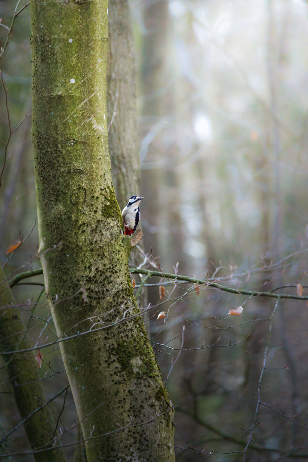 Buntspecht / Great spotted woodpecker (Dendrocopos major) | 04-2021 | Schleswig-Holstein, Germany