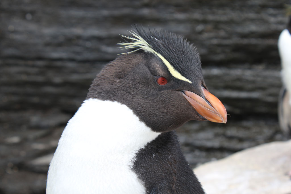 Penguins papúa "Falkland Islands"