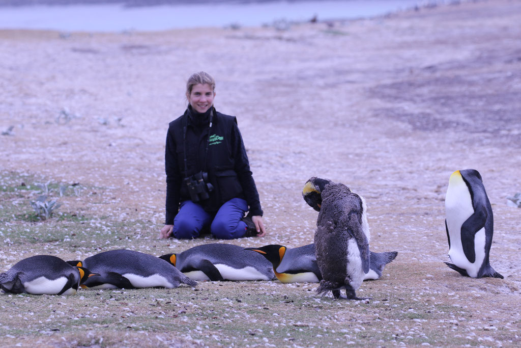 Penguins papúa "Falkland Islands"