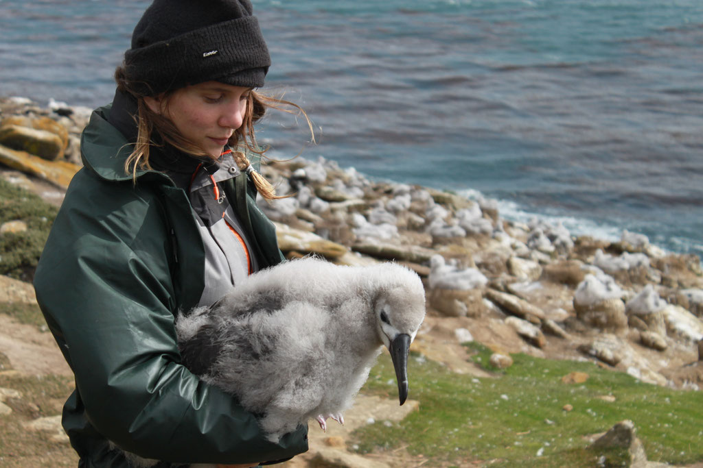 Albatross "Falkland Islands"