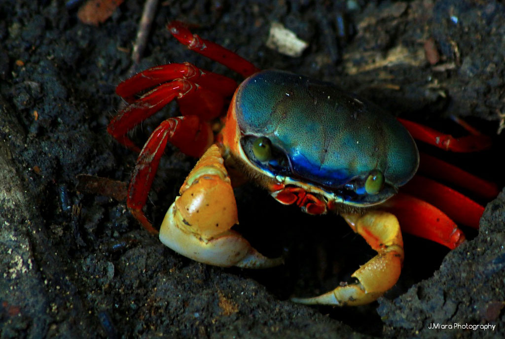 Crabe, MANUEL ANTONIO