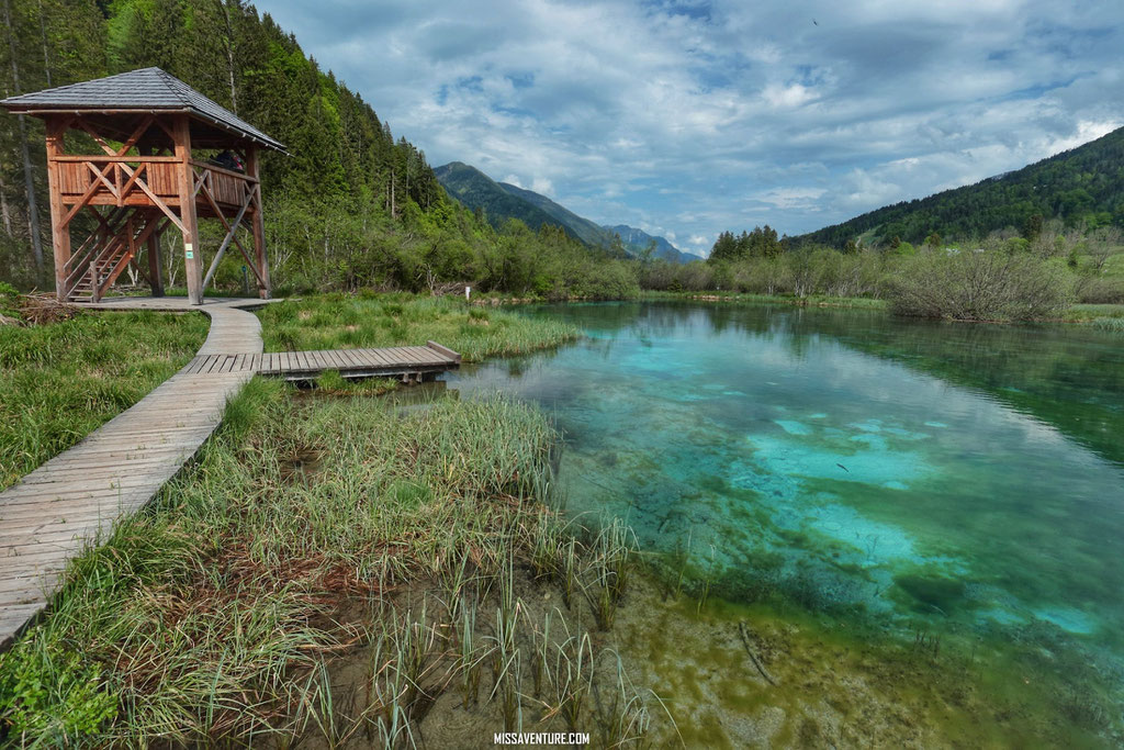 La réserve Zelenci.