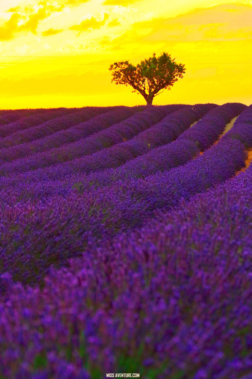 Valensole.