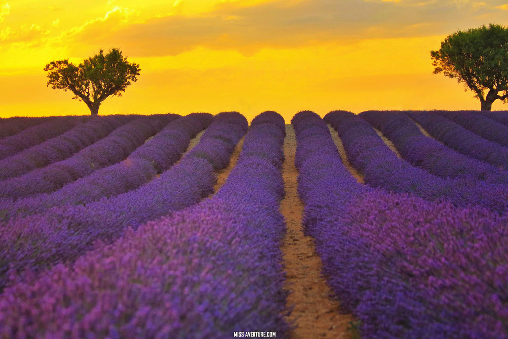 Valensole.