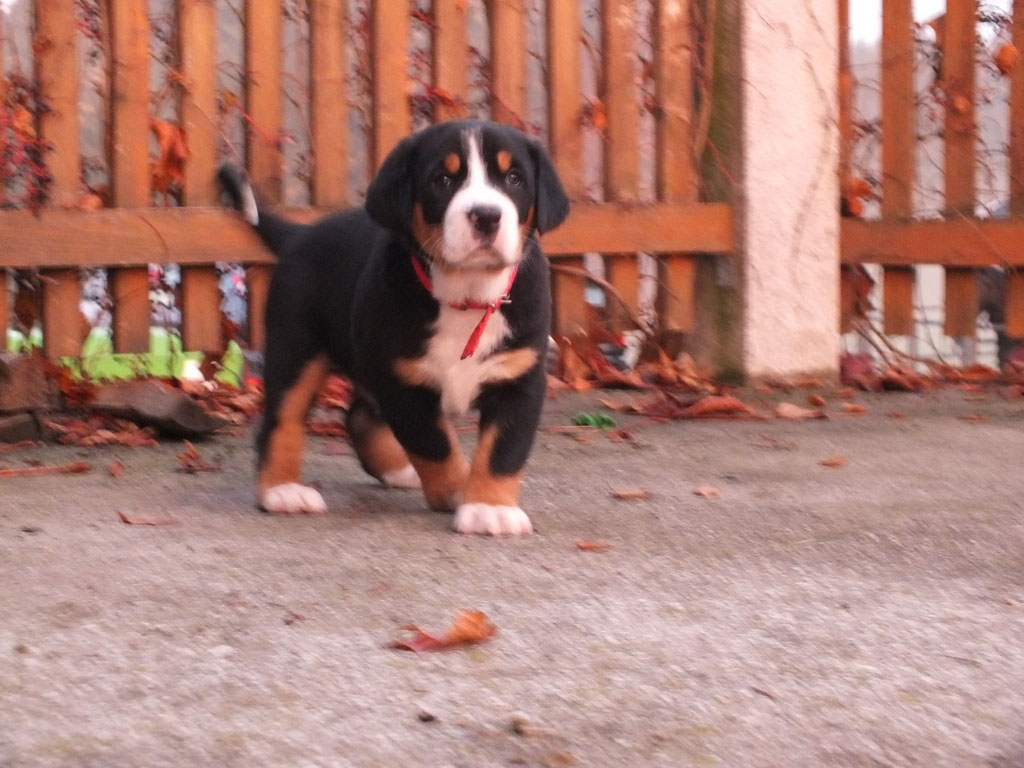 Balou