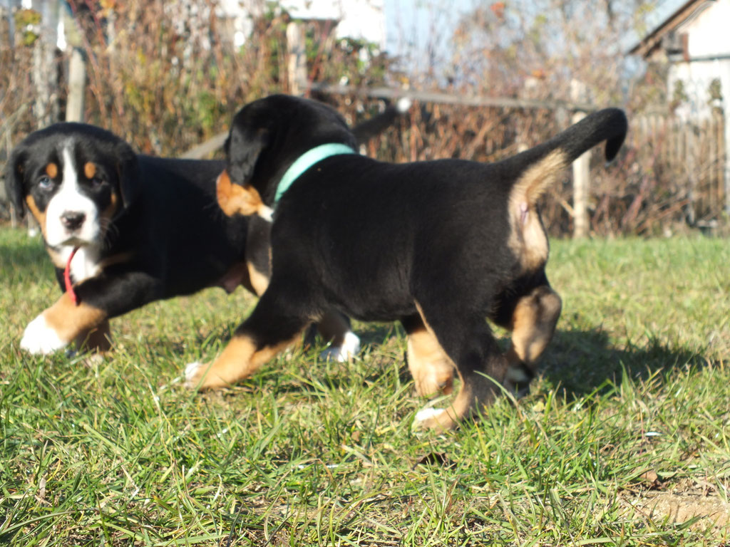 Balou und Michon