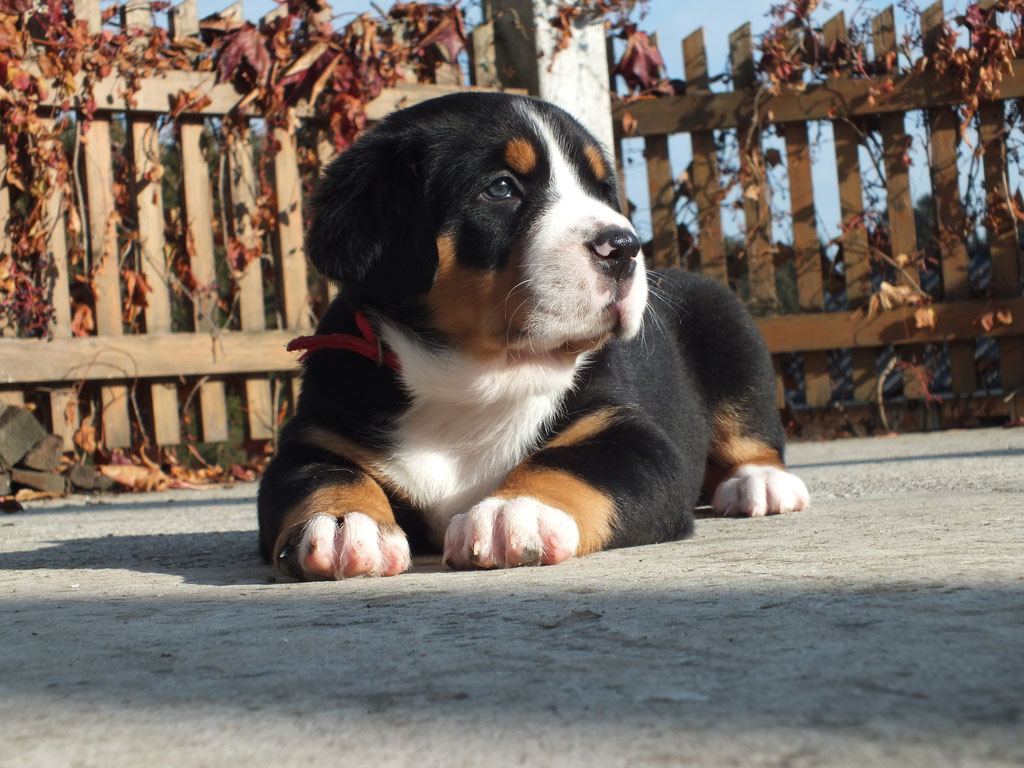 Balou