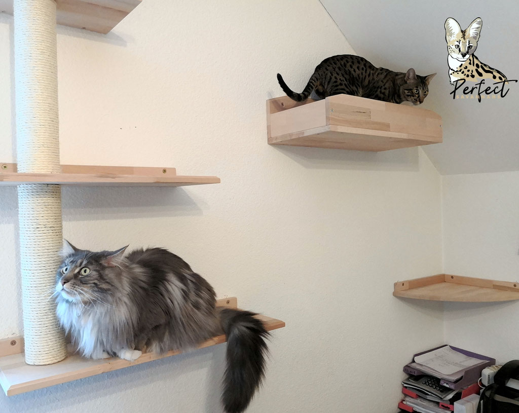 Katzenbaum für große Katzen / Kratzbaum für die Wand Tolle Katzen Kletterwand