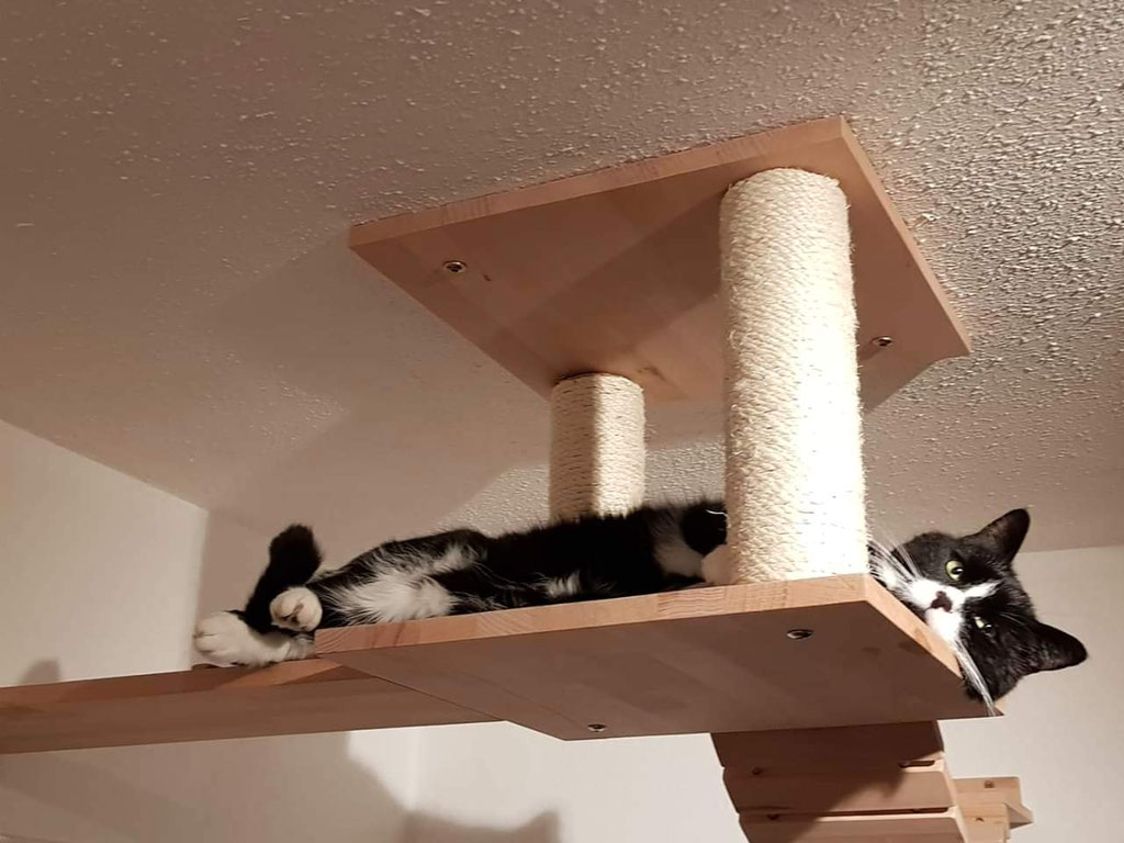 Katzenbaum für große Katzen / Kratzbaum für die Wand Tolle Katzen Kletterwand