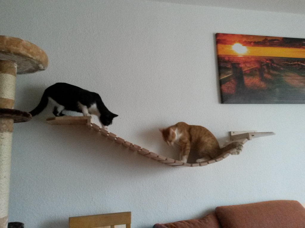 Katzenbaum für große Katzen / Kratzbaum für die Wand Tolle Katzen Kletterwand