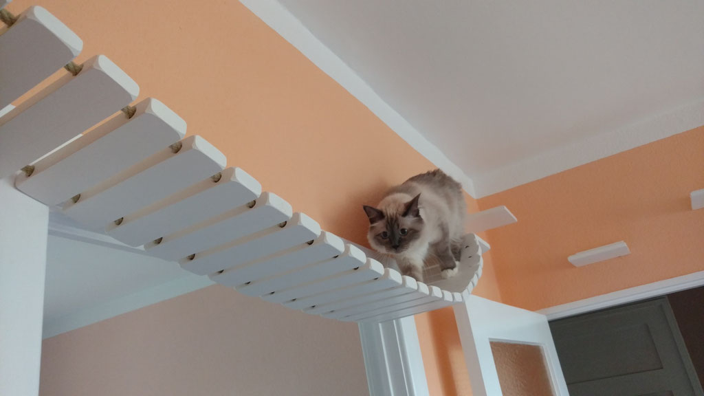 Hängebrücke für Katzen