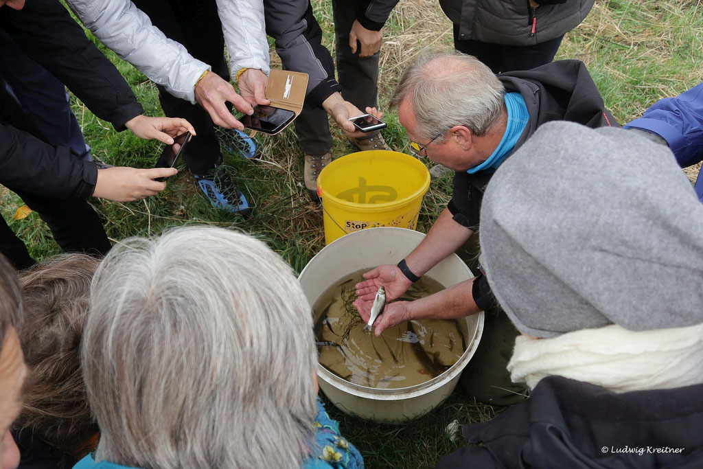 Fischbestimmung