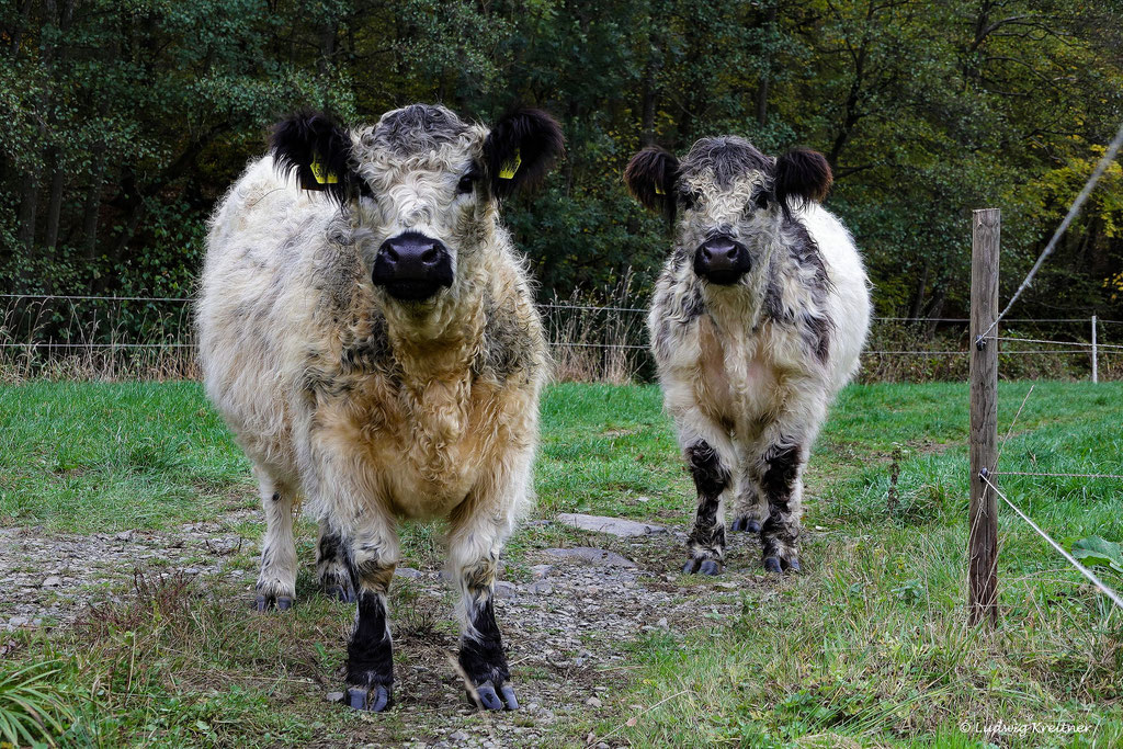 Nister-Anrainer die den Bewuchs in Grenzen halten