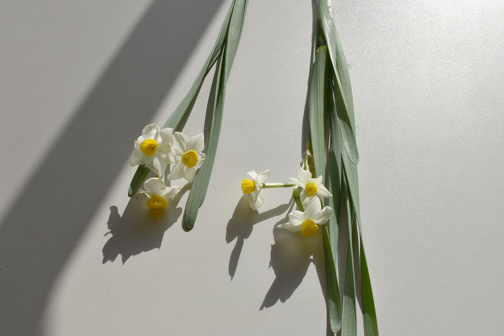 水仙(スイセン)　　　花言葉「自己愛」「神秘」