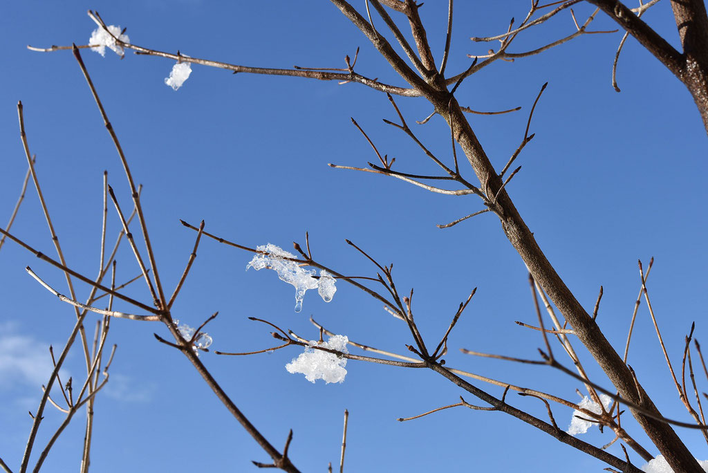 枝の氷が溶ける　　春はまだかな～