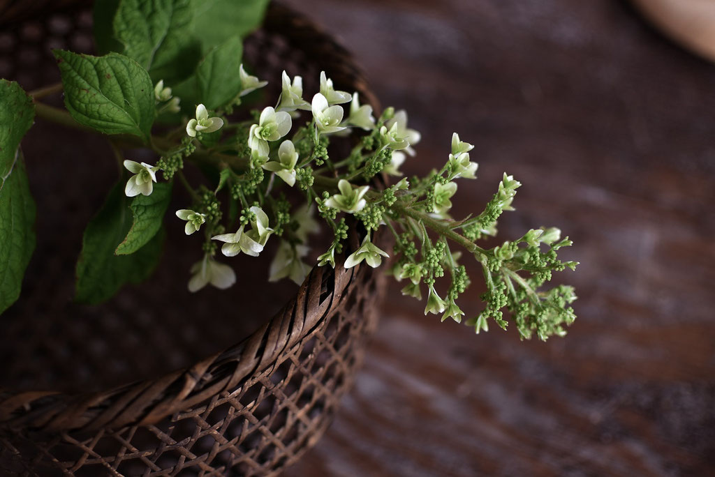 紫陽花の季節