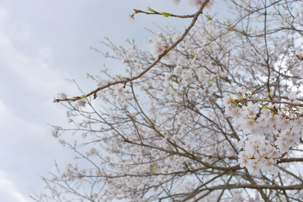 桜の季節