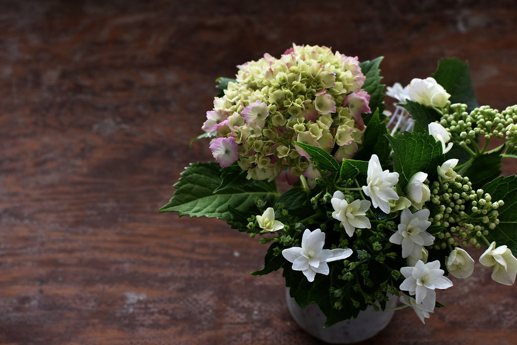 紫陽花　花言葉は家族・なかよし