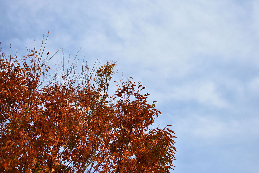 紅葉と秋の空のコントラスト。