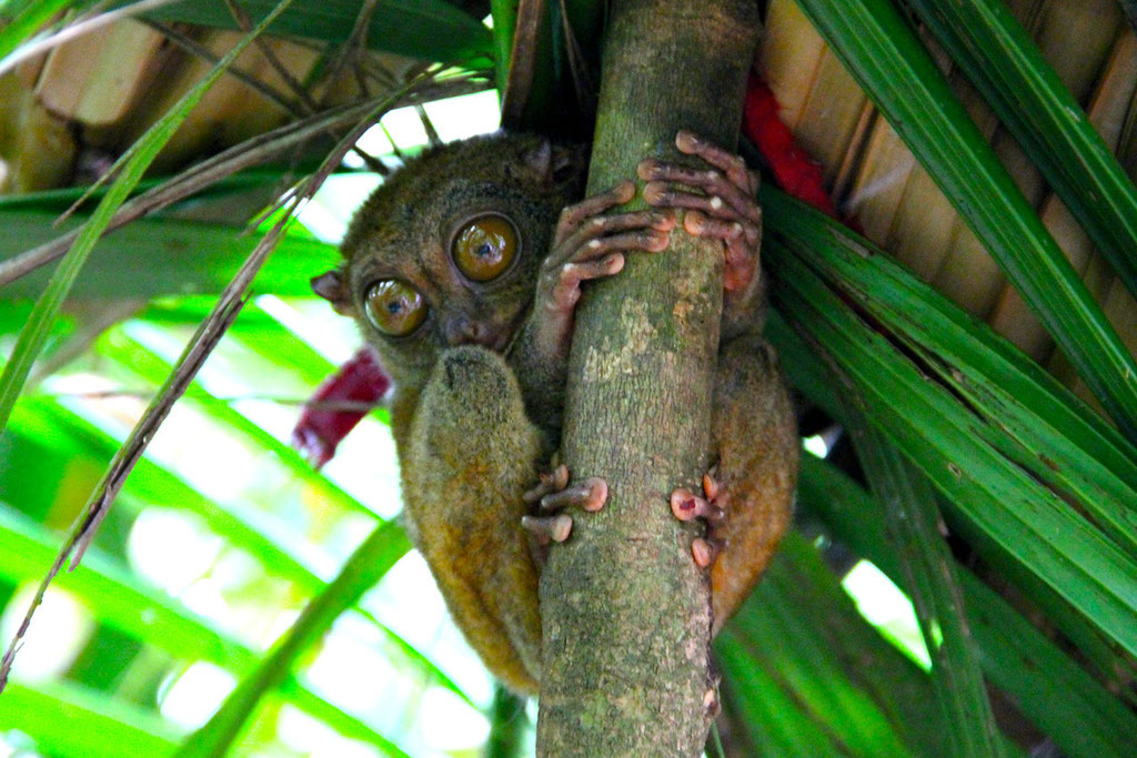 Look into my big eyes, baby! The Philippine Tarsier. Bohol, Philippines 2013 © Sabrina Iovino | JustOneWayTicket.com