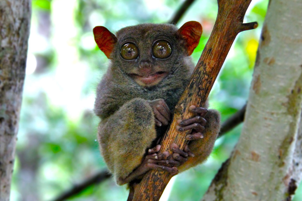 OMG, is is smiling? Cute overload: The Philippine Tarsier. Bohol, Philippines 2013 © Sabrina Iovino | JustOneWayTicket.com