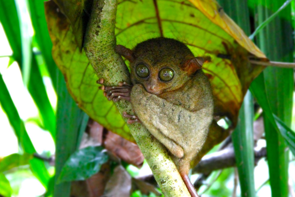 Like Gizmo from the Gremlins: the Philippine Tarsier. Bohol, Philippines 2013 © Sabrina Iovino | JustOneWayTicket.com