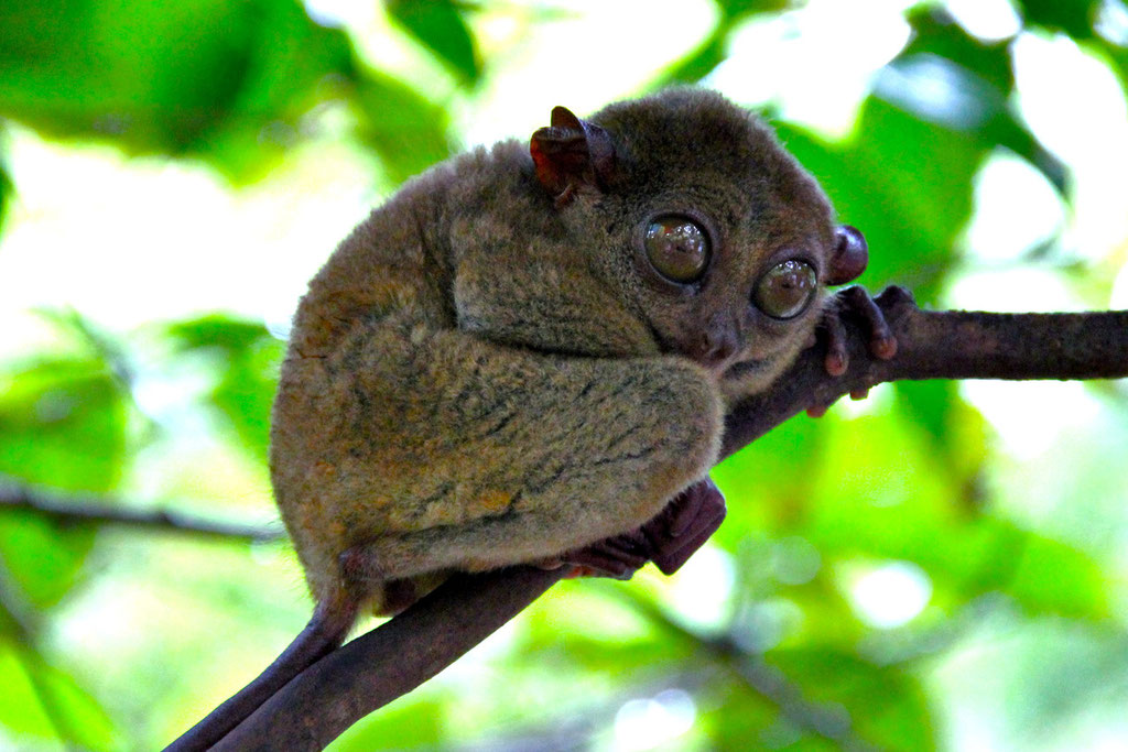 Or like a mix of a rat, a monkey and a bat: the Philippine Tarsier. Bohol, Philippines 2013 © Sabrina Iovino | JustOneWayTicket.com