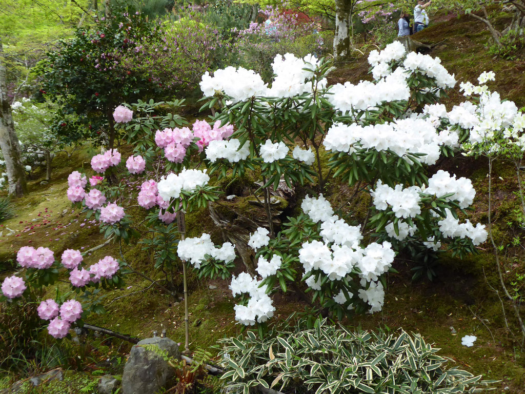 Japanischer Hibiskus.