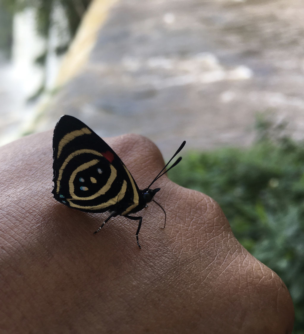 Diese hübschen Schmetterlinge liebten verschwitzte Kleidung. 