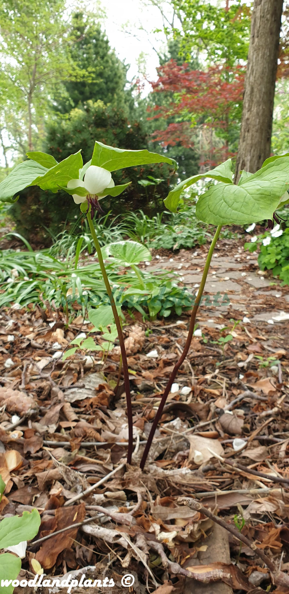 Trillium rugelii Waldlilie