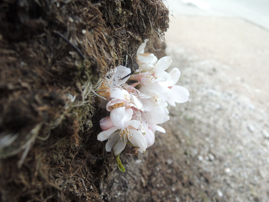 植樹して100年の老木のソメイヨシノ、幹の根本から花弁が☆