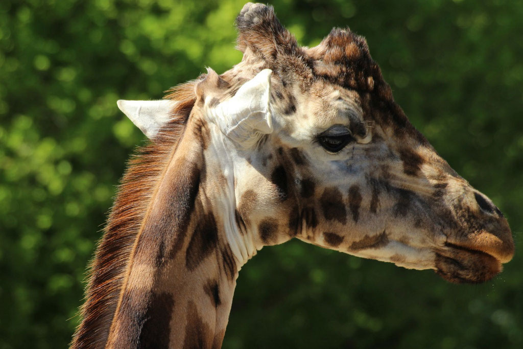 Giraffe - Frank Röwer