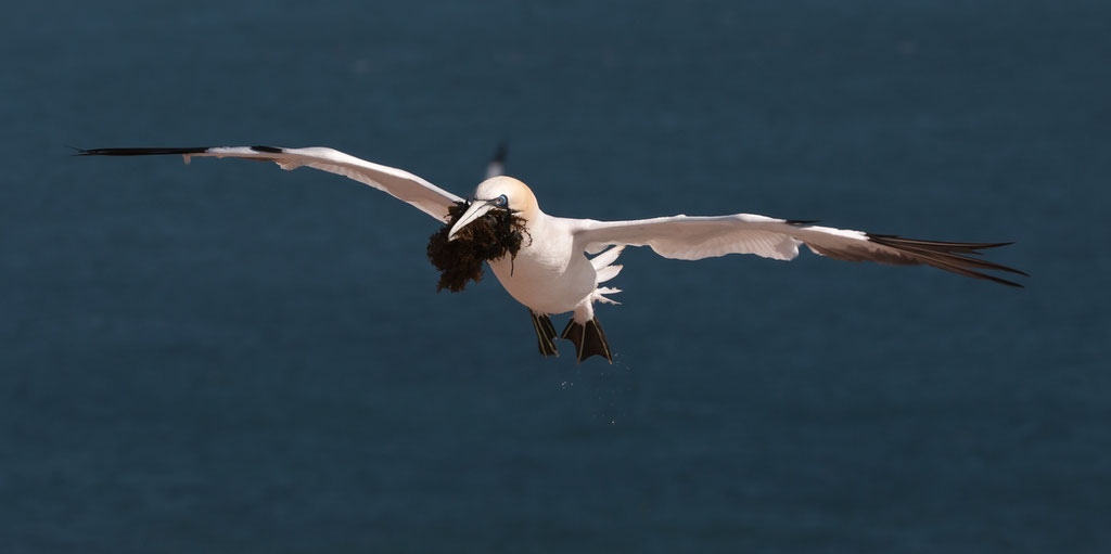 Baßtölpel - Helgoland