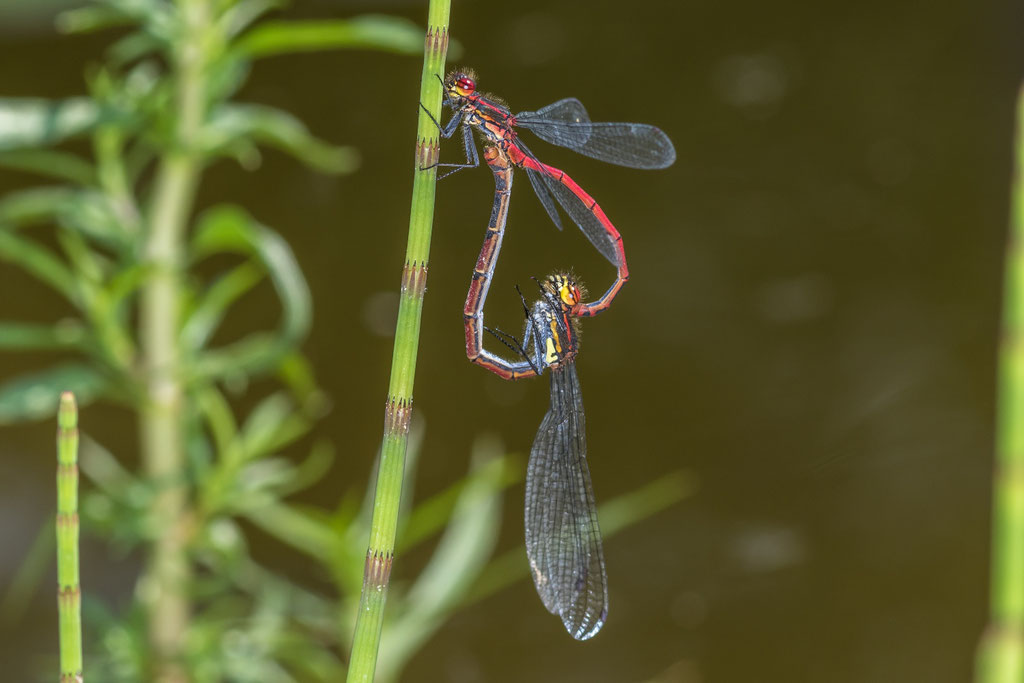 Frühe Adonislibelle (Paarungsrad)