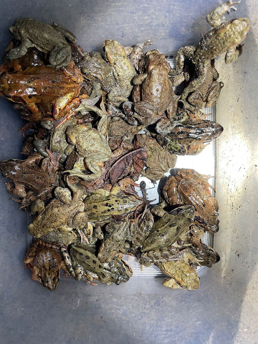 Eingesammelte Grasfrösche und Erdkröten - Foto Enrico Bollin