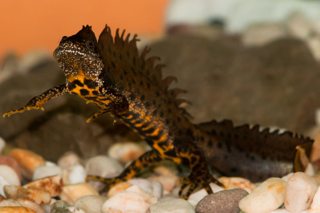 Männlicher Kammmolch (Triturus cristatus), Wassertracht - Foto Norbert Kilimann