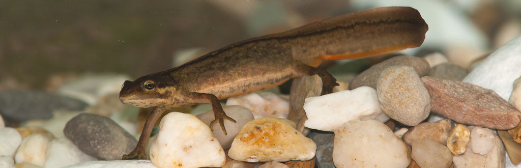 Weiblicher Teichmolch (Lissotriton vulgaris), Wassertracht - Foto Norbert Kilimann