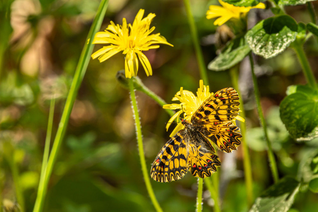 Osterluzeifalter (Zerynthia polyxena) - Klaus Liebel
