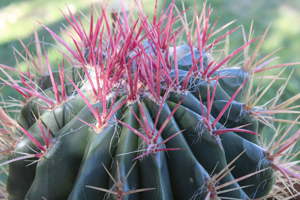 Kaktus in Nahaufnahme - Anja Morales