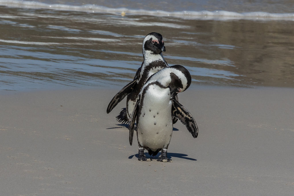 Brillenpinguine - Boulders Beach - Regina Liebel
