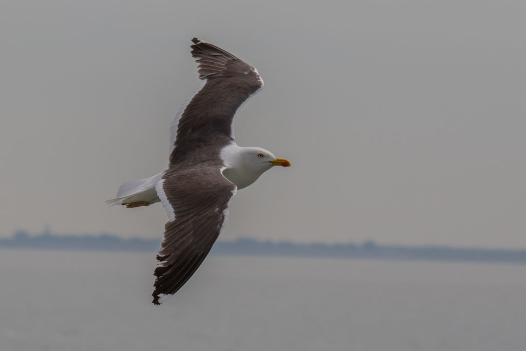 (?Herings-)Möwe - Texel