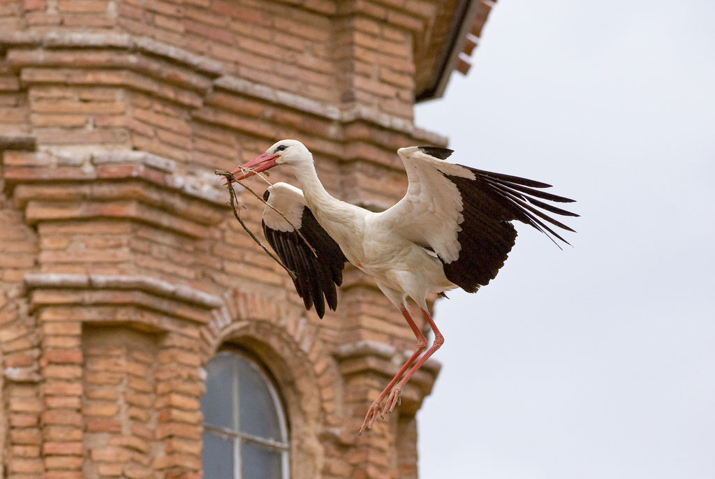 Weißstorch