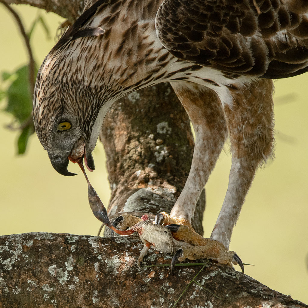 Sri-Lanka-Haubenadler verspeist Blutsaugeragame - Sri Lanka