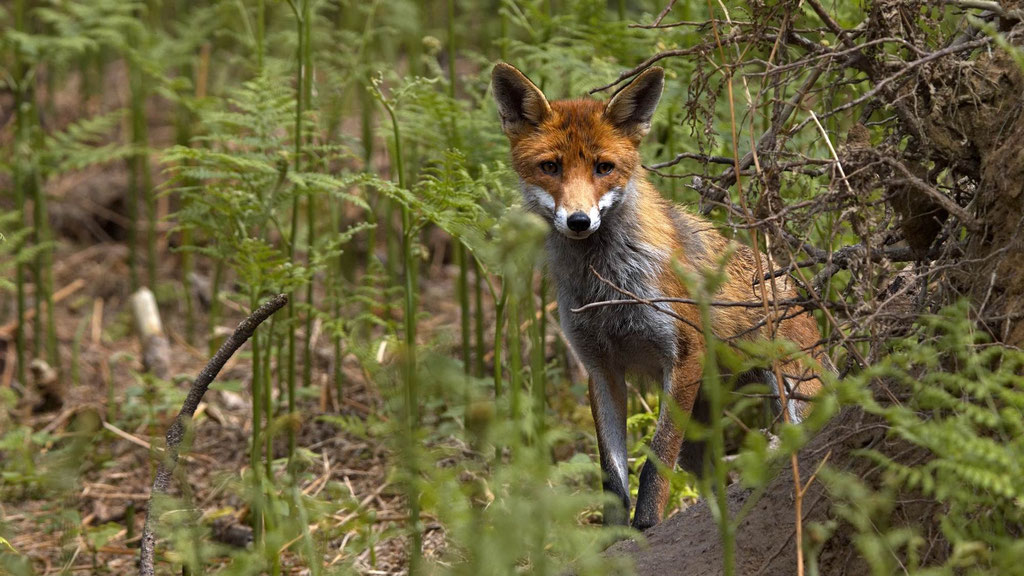Rotfuchs - Foto Markus Stewen